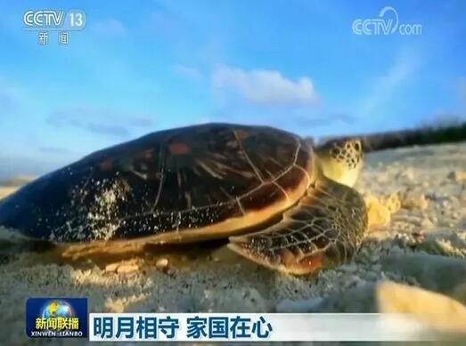 我院研究生张婷在西沙开展的海龟保护工作被中央电视台《新闻联播》头